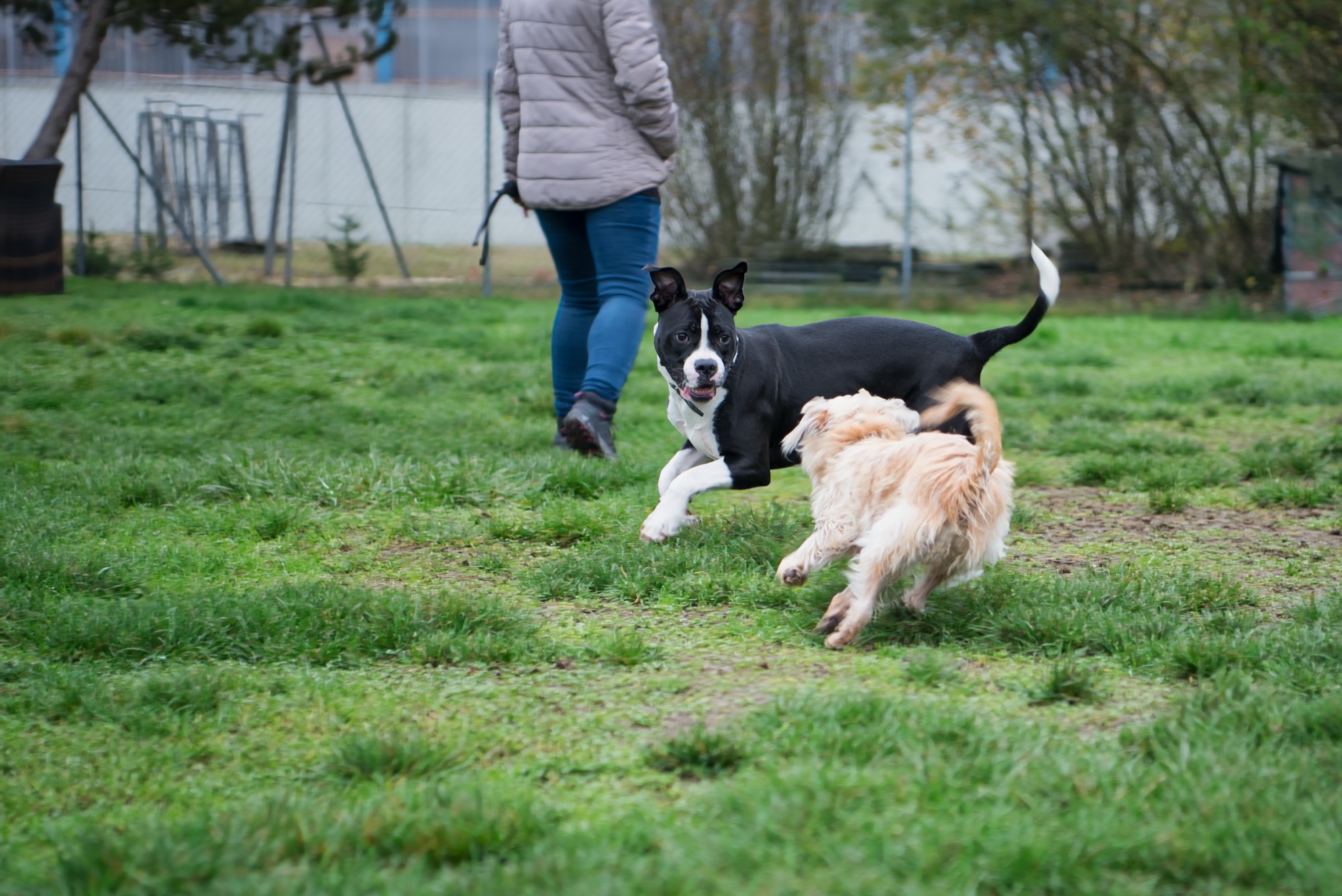 Hunde beim Spielen