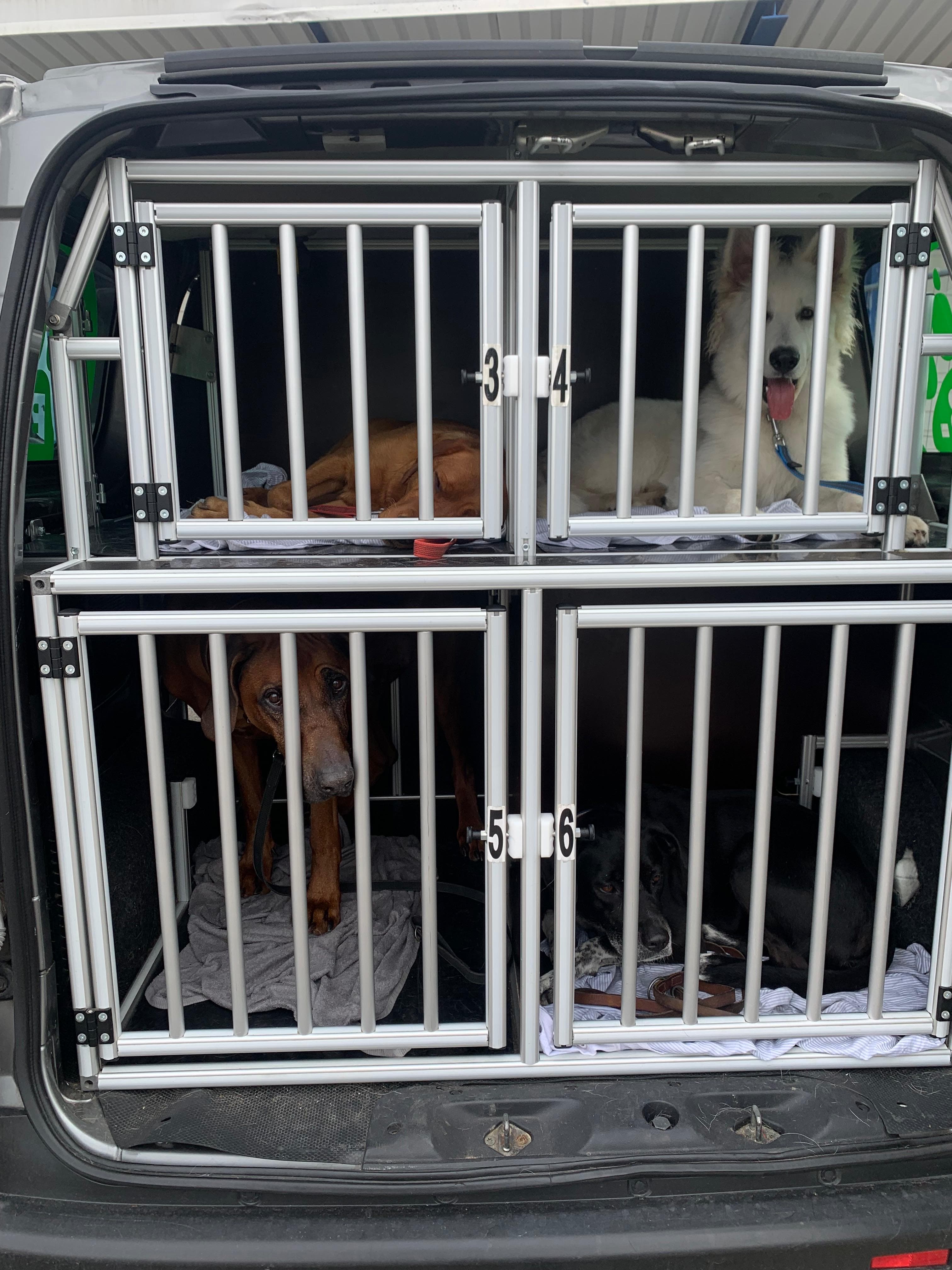Hunde sicher in Transportboxen