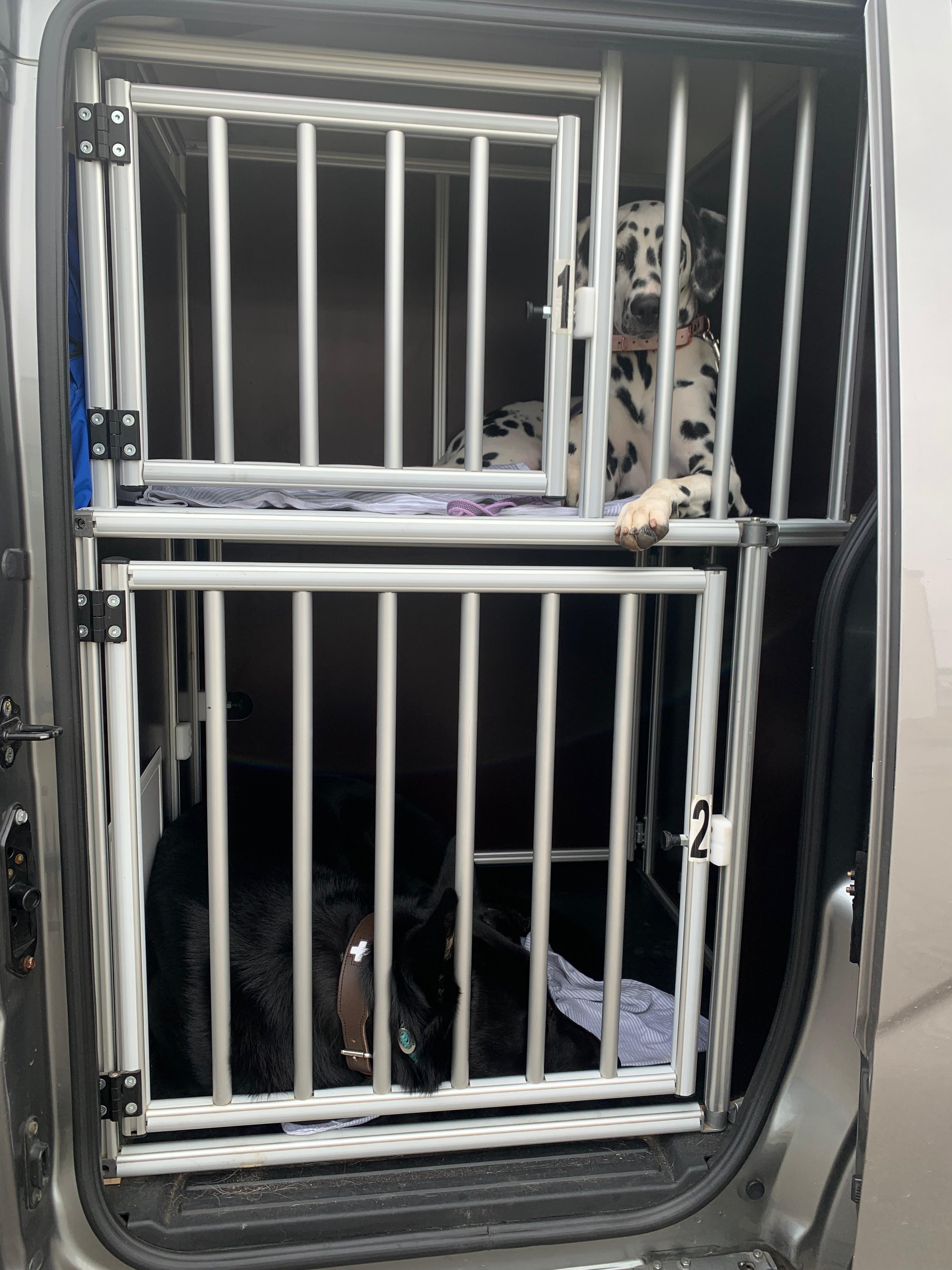 Dalmatiner und Schäferhund im Shuttle
