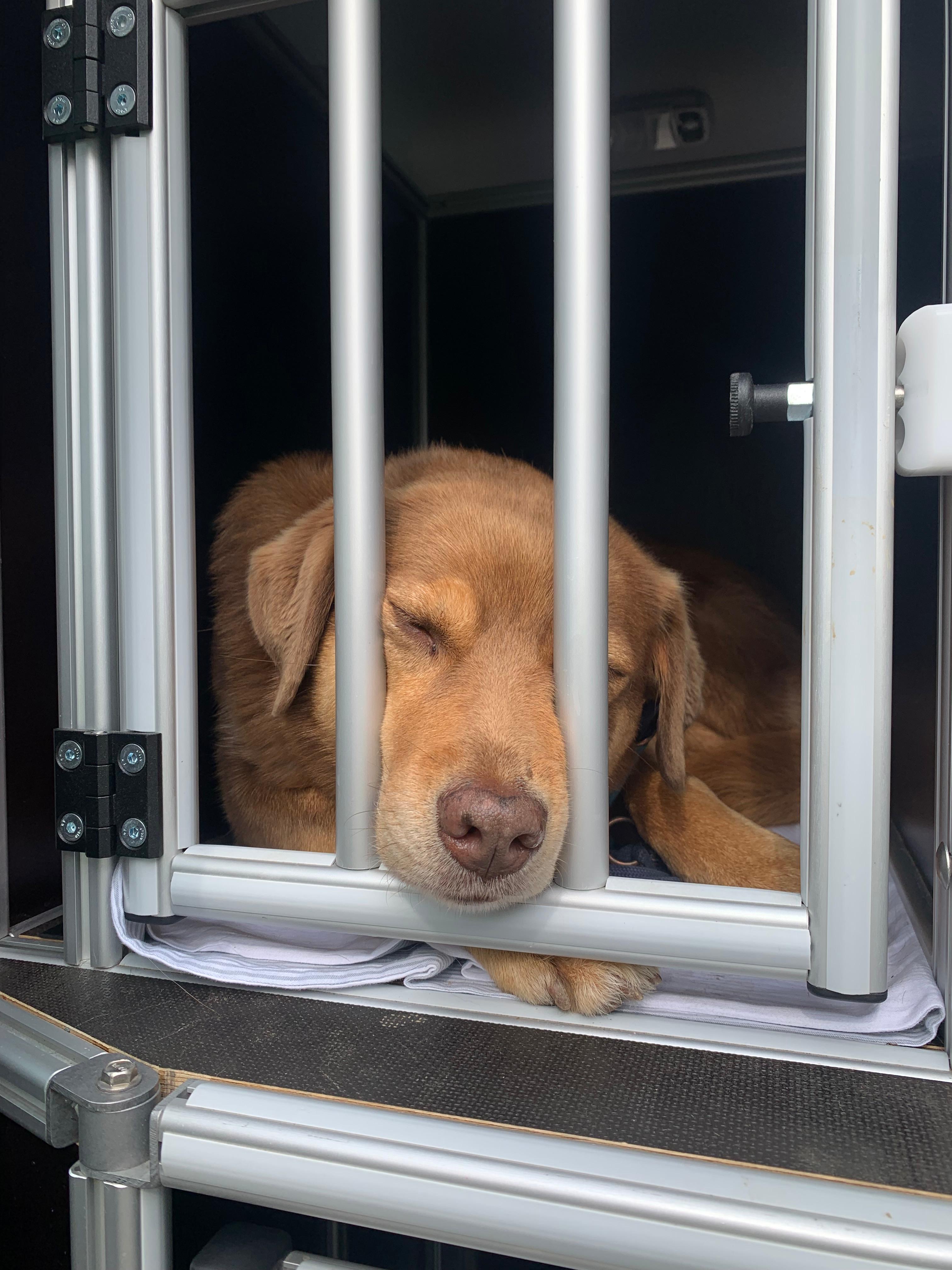 Schlafender Hund in der Box