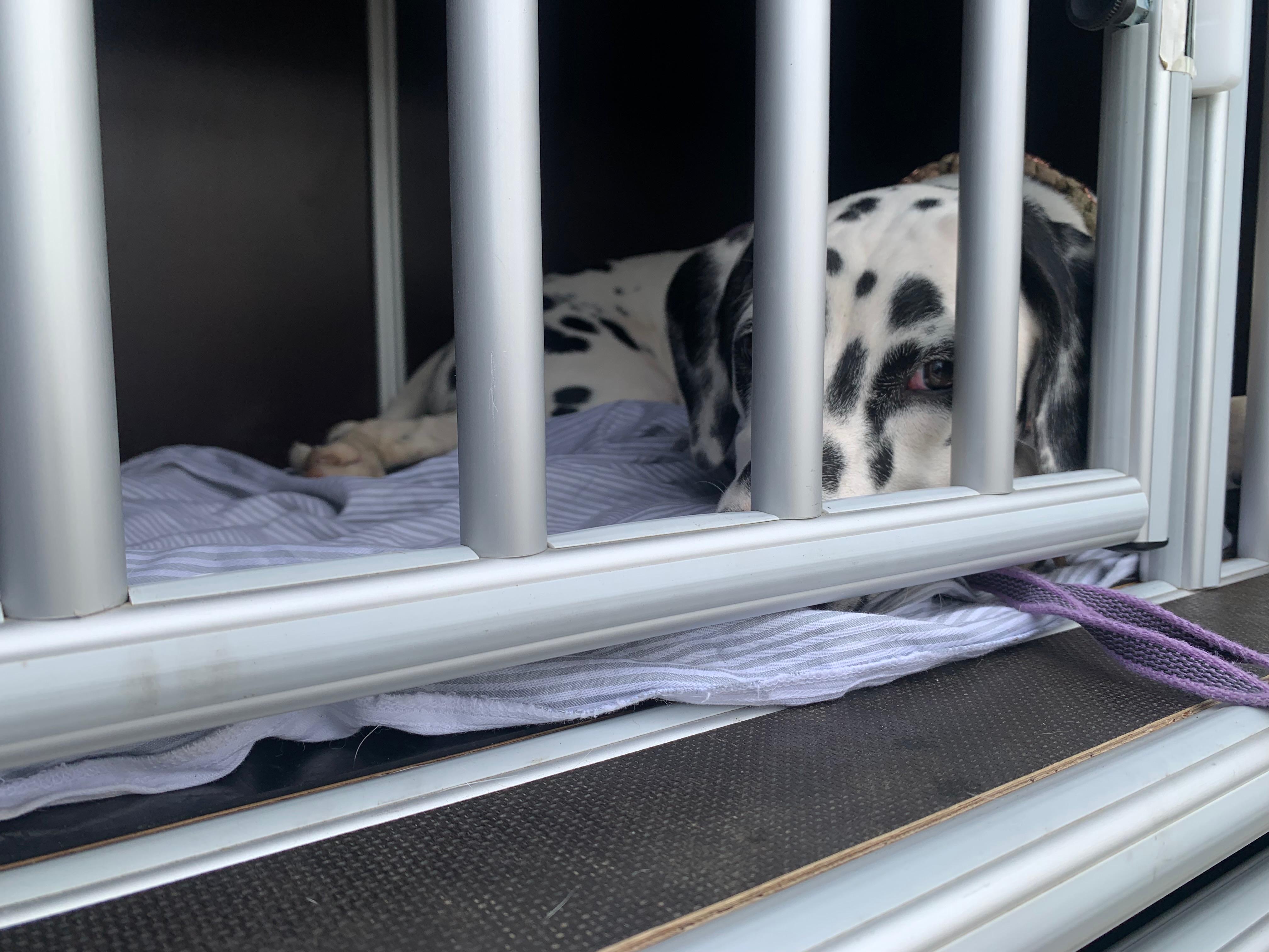 Dalmatiner in der Transportbox